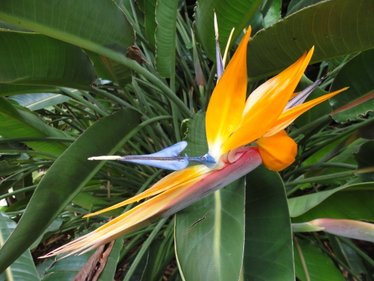 Hope and Bird of Paradise